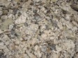 Alluvial Gravel.